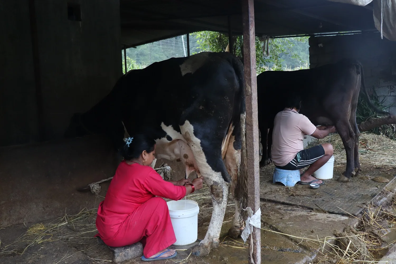साउदी छाडेर गाईभैँसीपालन, दूध बेचेरै मासिक एक लाख आम्दानी