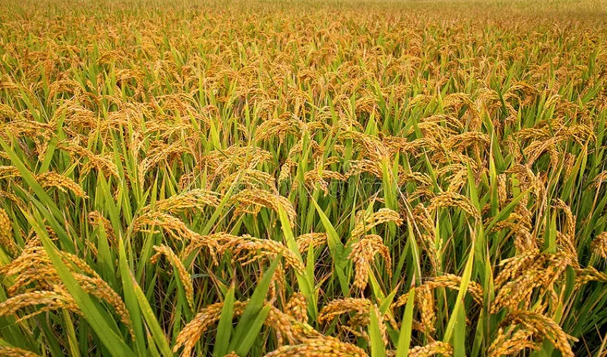 कात्तिक १५ गतेपछि मात्र धान भित्र्याउनु  :  कृषि विकास कार्यालय